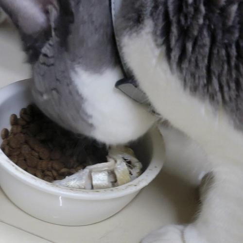 梦见猫吃金鱼 梦见鱼吃了猫