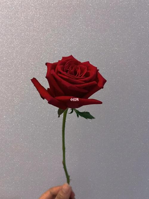 60朵玫瑰的花语是什么?60朵玫瑰代表什么意思?