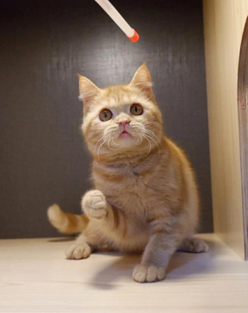 宠物猫名字大全萌小巧可爱肥嘟嘟