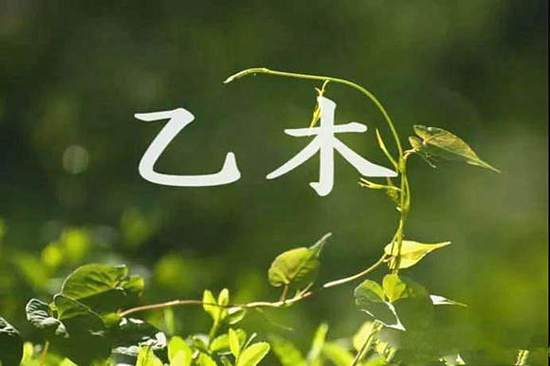谁旺乙木男 乙木旺是什么意思