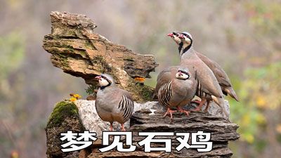 梦见石鸡周公解梦,梦见石鸡是什么意思?