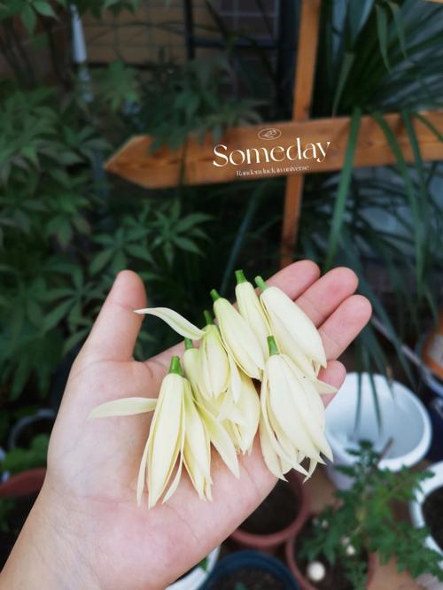 黄桷兰花语:纯洁的爱,真挚的情