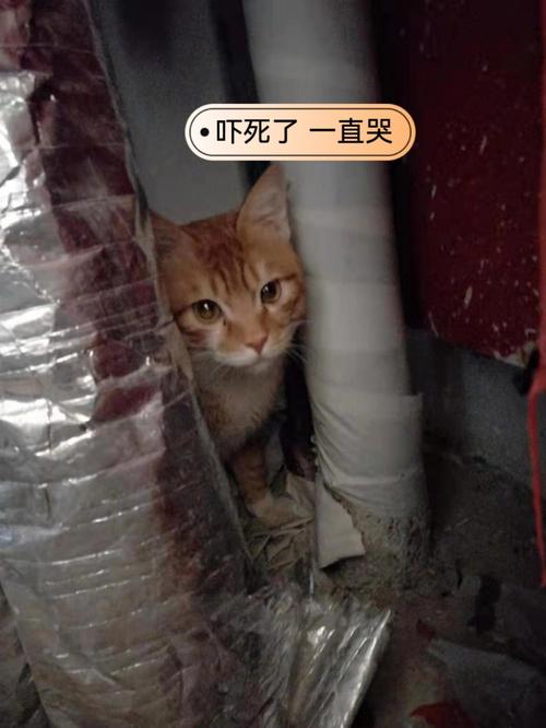 梦见猫哭了,是时候和朋友联络感情了