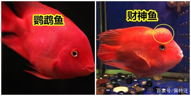 财神鱼和鹦鹉鱼的区别,主要看头