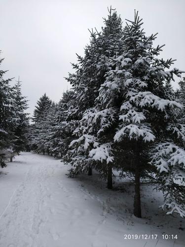 梦见雪压松树