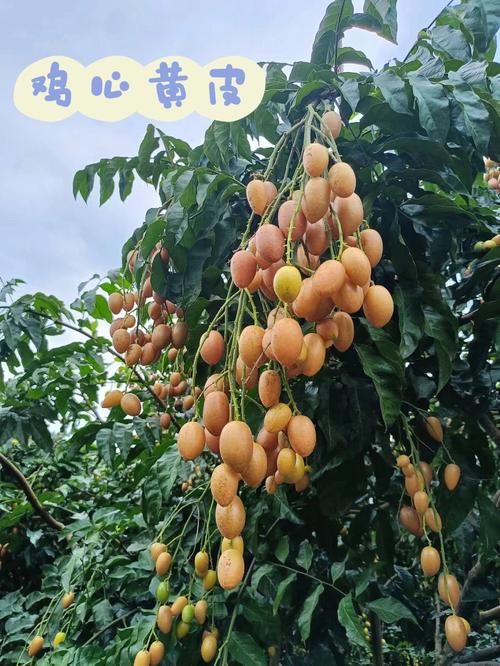 梦见黄皮果