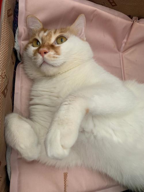 梦见黄猫进屋