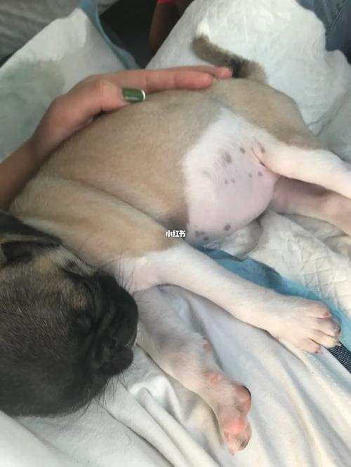 生肖狗的恋家指数
