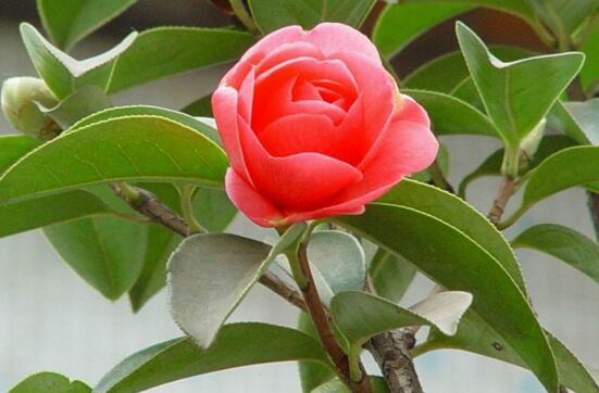 家里养茶花风水禁忌