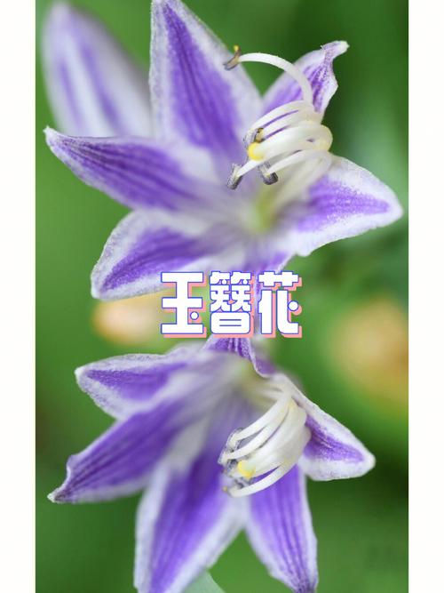 玉簪花花语:恬静、宽和、脱俗、冰清玉洁