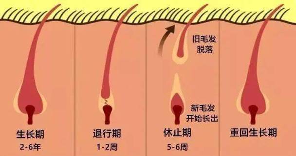 教你透过毛发看健康情况