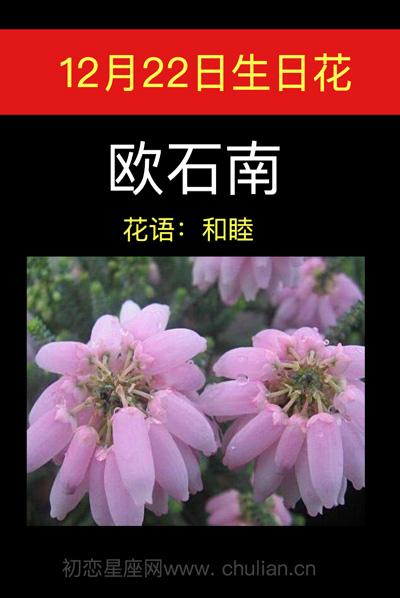 12月22日花语:欧石南,生日花语和睦