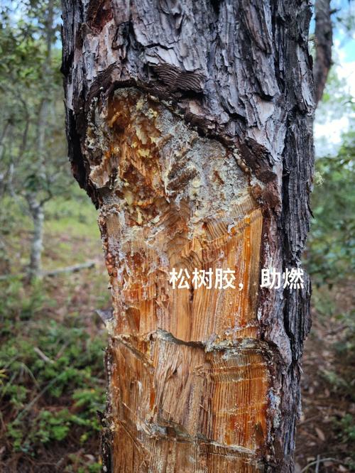 做梦梦见山上采蘑菇