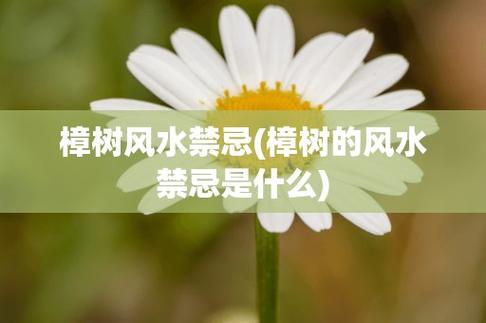 樟树在风水上的说法