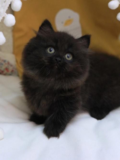黑色招财猫代表什么?有什么特殊的含义吗?