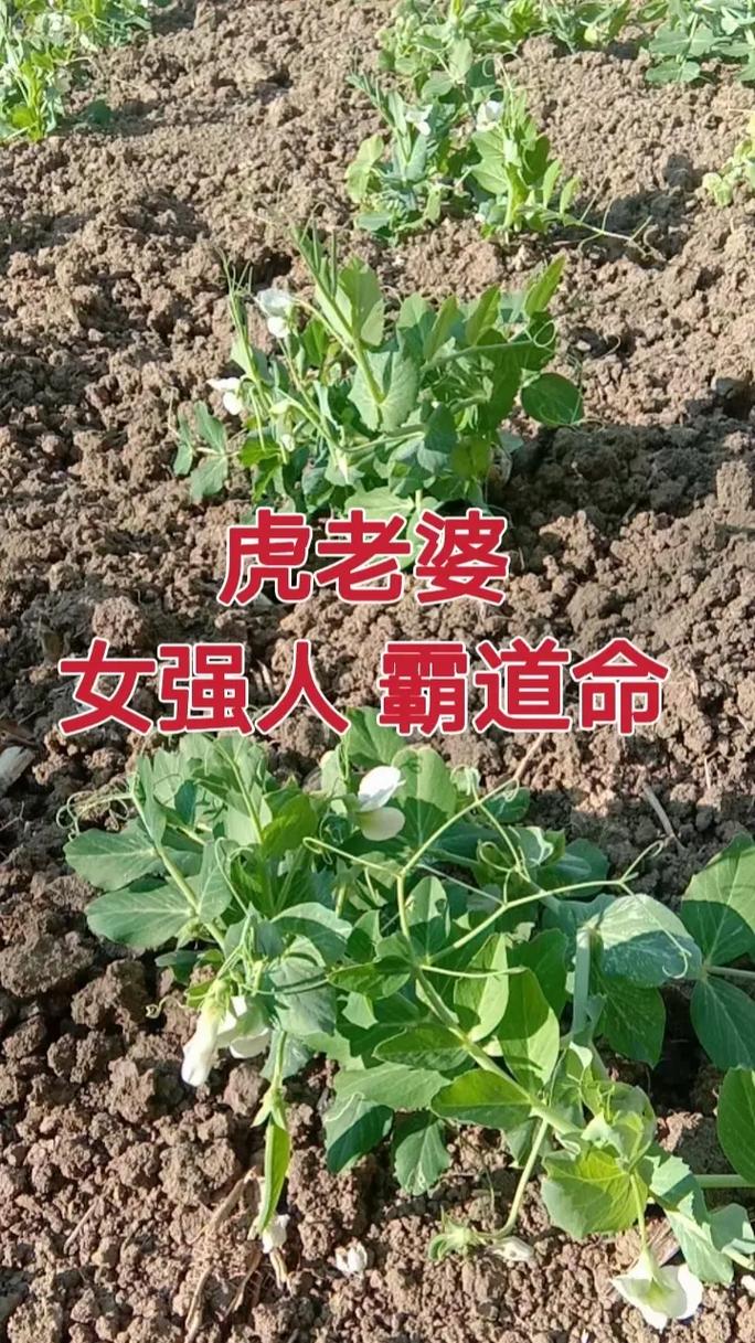 十二生肖老婆的驭夫之道