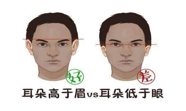 耳朵和眉毛一样高面相