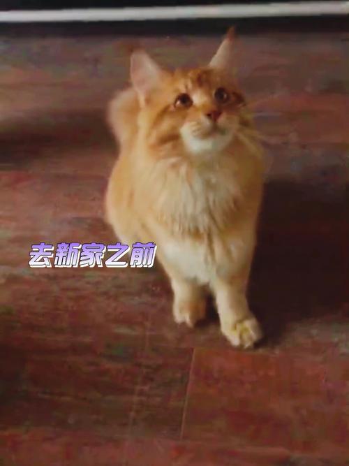 梦见一只大黄猫