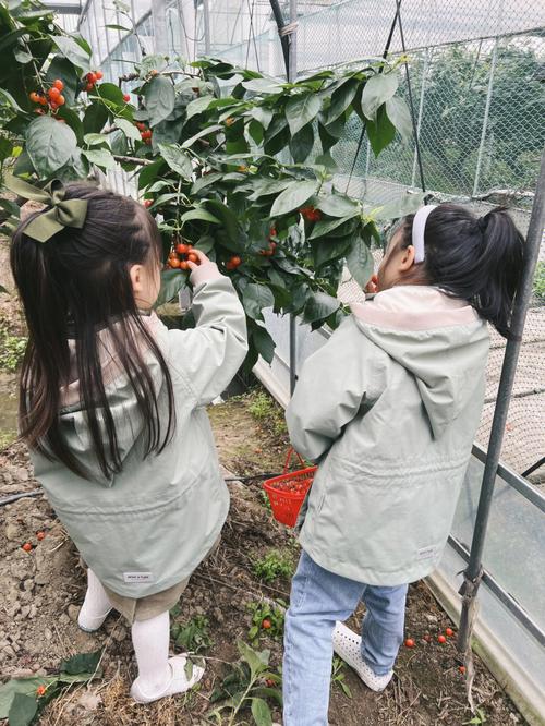 女人梦见摘樱桃吃樱桃