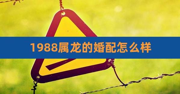 1988年属龙婚姻命运怎么样