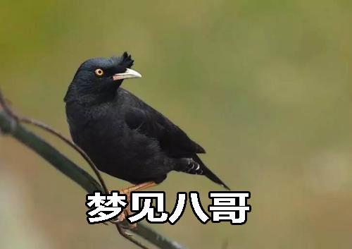 梦见八哥怎么回事