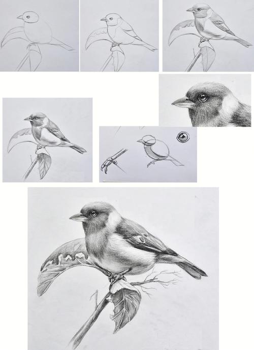 梦见自己画鸟素描