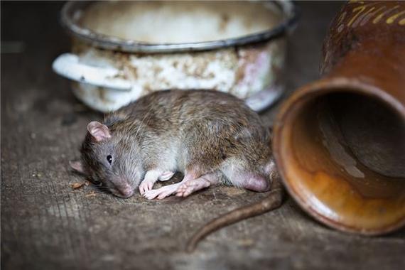 梦见老鼠吃了家里食物是什么意思