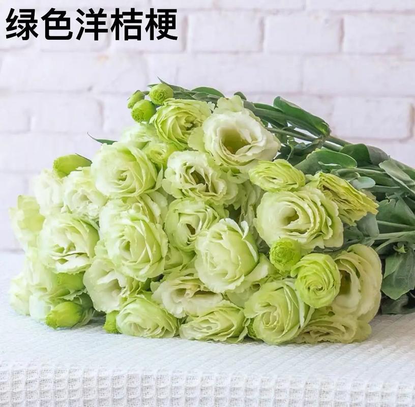 洋紫苏的花语:绝望的恋情