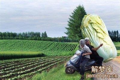 梦见搬白菜