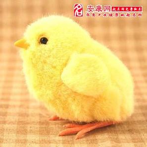梦见小鸡是怎么回事