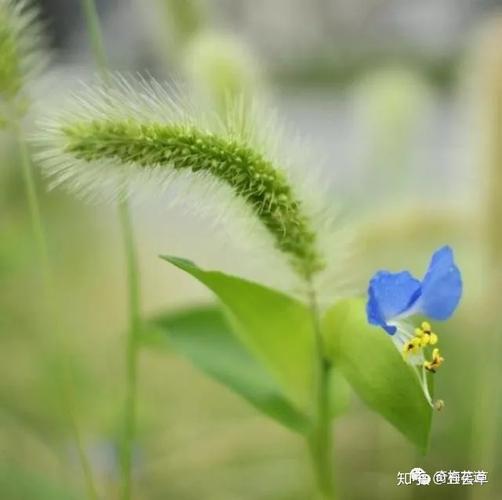 含有狗字的植物