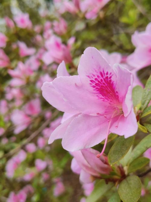 杜鹃花什么时候开?杜鹃花一年开几次花