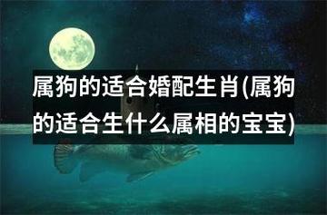 属狗的父母适合生什么属相的孩子