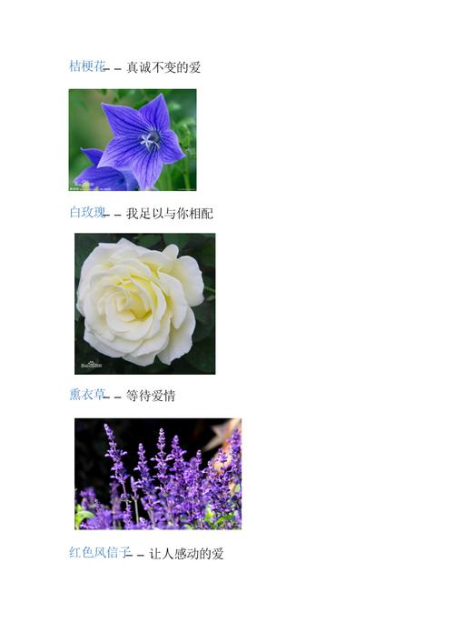 爱情花语:代表想念的花有什么