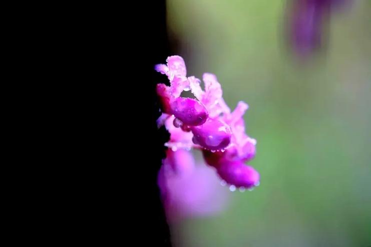 花语传说:紫荆花的花语以及传说