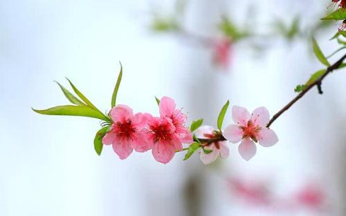 八字看正缘桃花