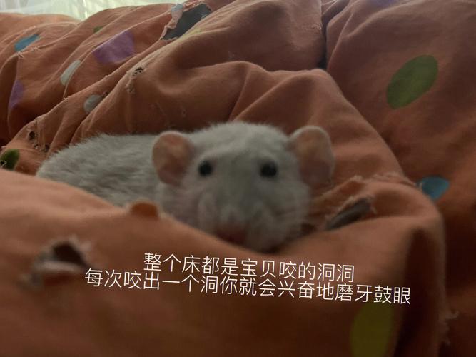 梦见狗入洞