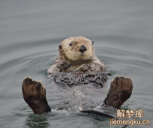 梦见水獭在水里游