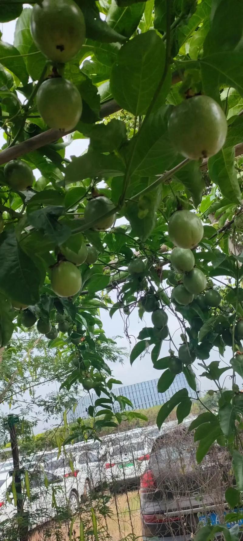 梦见香蕉树怎么回事