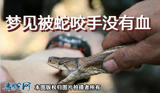 梦到被蛇咬手没出血