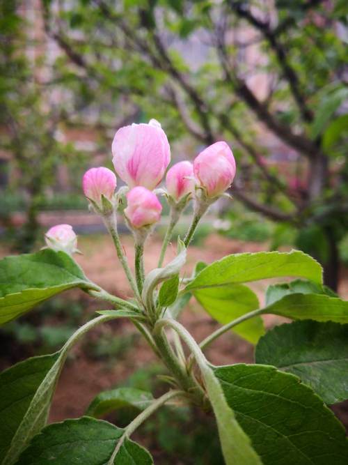 梦见苹果花开
