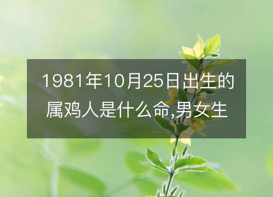1981年的属鸡的人是什么命