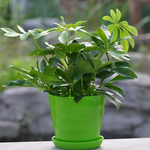 属马招财植物有哪些