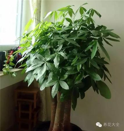 使婚姻“生旺”的植物风水