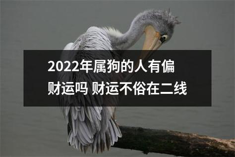 2022年属狗的人有偏财运吗