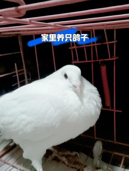 在家里养几只鸽子的风水好不好