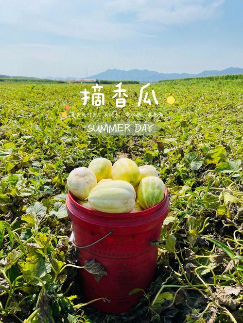 梦见香瓜地