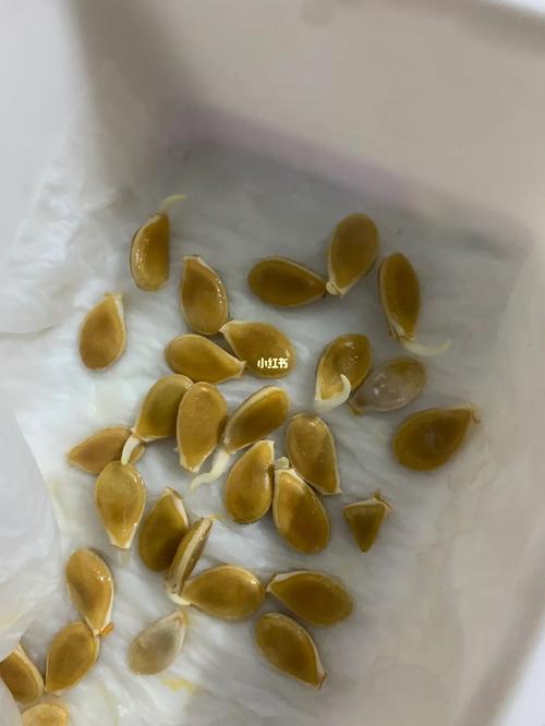 梦见南瓜籽