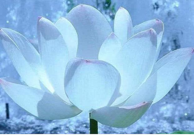 测一测在感情中你是白莲花吗