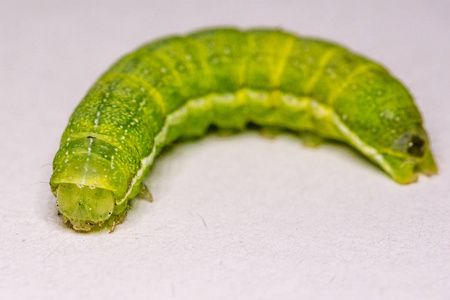 梦见绿色毛毛虫